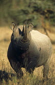 Black rhinoceros Mammalia,Mammals,Chordates,Chordata,Rhinocerous,Rhinocerotidae,Perissodactyla,Odd-toed Ungulates,Semi-desert,Animalia,Africa,Herbivorous,Terrestrial,Appendix I,bicornis,Diceros,Critically Endangered,S