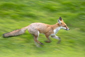 Red fox running Chordates,Chordata,Mammalia,Mammals,Carnivores,Carnivora,Dog, Coyote, Wolf, Fox,Canidae,Asia,Africa,Common,Riparian,Terrestrial,Animalia,vulpes,Omnivorous,Vulpes,Urban,Europe,Temperate,Mountains,Agric