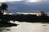 African elephant crossing Uaso Nyiro River at twilight Elephants,Elephantidae,Chordates,Chordata,Elephants, Mammoths, Mastodons,Proboscidea,Mammalia,Mammals,Appendix I,Africa,Appendix II,Savannah,Herbivorous,Terrestrial,Animalia,Convention on Migratory Sp