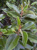 Close up of kauila leaves Leaves,Mature form,Vulnerable,Plantae,Forest,North America,Terrestrial,Photosynthetic,Tracheophyta,Alphitonia,Magnoliopsida,ponderosa,Rhamnales,Rhamnaceae,IUCN Red List