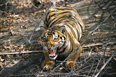 Tiger snarling