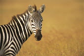 Common zebra portrait Least Concern,quagga,Streams and rivers,Mammalia,Perissodactyla,Ponds and lakes,Equidae,Equus,Africa,Terrestrial,Savannah,Herbivorous,Temporary water,Chordata,Animalia,IUCN Red List