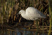 Little egret hunting Species in habitat shot,Habitat,Hunting behaviour,Adult,Feeding,Ciconiiformes,Herons Ibises Storks and Vultures,Chordates,Chordata,Herons, Bitterns,Ardeidae,Aves,Birds,Europe,Flying,Africa,Temporary w