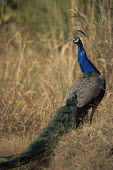 Peacock portrait Chordates,Chordata,Phasianidae,Grouse, Partridges, Pheasants, Quail, Turkeys,Aves,Birds,Gallinaeous Birds,Galliformes,Pavo,Animalia,Asia,Flying,Scrub,Temperate,Savannah,Herbivorous,Least Concern,crist