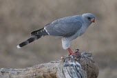 Gabar goshawk with prey Habitat,Hunting behaviour,Species in habitat shot,Adult,Feeding,Accipitridae,gabar,Falconiformes,Animalia,Savannah,Appendix II,Least Concern,Terrestrial,Flying,Broadleaved,Scrub,Melierax,Carnivorous,C