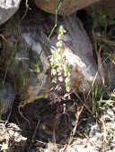 Callipeltis cucullaris in flower Leaves,Mature form,Flower,Rubiales,Callipeltis,Asia,Terrestrial,Grassland,Photosynthetic,Plantae,Rubiaceae,Tracheophyta,Magnoliopsida