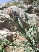 Centaurea wendelboi Flower,Leaves,Mature form,Not Evaluated,Tracheophyta,Centaurea,Plantae,Terrestrial,Asterales,Photosynthetic,Asia,Magnoliopsida,Asteraceae,IUCN Red List