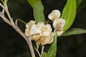 Hopseed bush with seeds Seeds,Mature form,Leaves,Tracheophyta,Australia,Asia,Magnoliopsida,Photosynthetic,Africa,Sapindales,Dodonaea,North America,Sapindaceae,South America,Not Evaluated,Terrestrial,Plantae