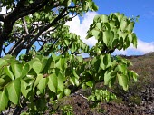 Leaves of Ohe makai Leaves,Magnoliopsida,Pacific,Tracheophyta,Photosynthetic,Apiales,Plantae,sandwicensis,Near Threatened,North America,Araliaceae,Reynoldsia,IUCN Red List,Terrestrial