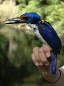 Rufous-lored kingfisher Adult,Terrestrial,Asia,Coraciiformes,Aves,Flying,Tropical,Carnivorous,Vulnerable,winchelli,Todirhamphus,Chordata,Animalia,Alcedinidae,Sub-tropical,IUCN Red List