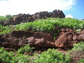 Nettleleaf goosefoot growing on cliff Mature form,Amaranthaceae,Caryophyllales,Magnoliophyta,Flowering Plants,Magnoliopsida,Dicots,North America,Asia,Africa,Chenopodiaceae,Photosynthetic,Terrestrial,South America,Australia,Europe,Tracheop