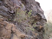 Rumex limoniastrum in habitat Habitat,Species in habitat shot,Plantae,Tracheophyta,Rumex,Polygonaceae,Polygonales,Magnoliopsida