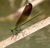 Female Syrian demoiselle Terrestrial,Calopteryx,Insecta,Aquatic,IUCN Red List,syriaca,Fresh water,Asia,Calopterygidae,Odonata,Carnivorous,Animalia,Endangered,Arthropoda,Flying