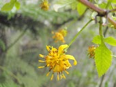 Bidens campylotheca pentamera flower Flower,Mature form,Terrestrial,Photosynthetic,Asterales,Tracheophyta,Vulnerable,IUCN Red List,Compositae,North America,Critically Endangered,Plantae,Tropical,Magnoliopsida,Bidens