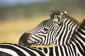 Common zebra grooming Least Concern,quagga,Streams and rivers,Mammalia,Perissodactyla,Ponds and lakes,Equidae,Equus,Africa,Terrestrial,Savannah,Herbivorous,Temporary water,Chordata,Animalia,IUCN Red List