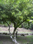 Mature Chinese perfume tree Mature form,Magnoliopsida,odorata,Photosynthetic,Plantae,Coniferous,Asia,Meliaceae,Aglaia,Sapindales,Near Threatened,Terrestrial,Tracheophyta,IUCN Red List