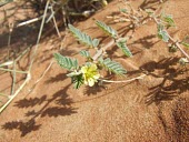 Tribulus pentandrus flower Species in habitat shot,Habitat,Leaves,Mature form,Flower,Desert,Photosynthetic,Not Evaluated,IUCN Red List,Magnoliopsida,Africa,Asia,Tracheophyta,Terrestrial,Tribulus,Zygophyllaceae,Plantae,Sapindale