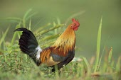 Male red junglefowl Adult,Adult Male,Chordates,Chordata,Gallinaeous Birds,Galliformes,Aves,Birds,Phasianidae,Grouse, Partridges, Pheasants, Quail, Turkeys,Omnivorous,Least Concern,Terrestrial,gallus,Asia,Sub-tropical,Tro