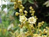 Dragon's eye flowers Mature form,Flower,Tracheophyta,Sapindales,Dimocarpus,Magnoliopsida,Plantae,Near Threatened,Sapindaceae,Tropical,Asia,Photosynthetic,longan,Terrestrial,IUCN Red List