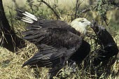 Pallas's fish-eagle Adult,Appendix II,Asia,Terrestrial,Chordata,Wetlands,Ponds and lakes,Arboreal,Carnivorous,Aves,Accipitridae,Vulnerable,Streams and rivers,Animalia,leucoryphus,Haliaeetus,Flying,Temperate,Mountains,Fal