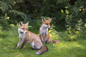 Red fox cubs at edge of forest Chordates,Chordata,Mammalia,Mammals,Carnivores,Carnivora,Dog, Coyote, Wolf, Fox,Canidae,Asia,Africa,Common,Riparian,Terrestrial,Animalia,vulpes,Omnivorous,Vulpes,Urban,Europe,Temperate,Mountains,Agric