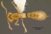 Dracula ant specimen, dorsal view Tropical,Terrestrial,Africa,Formicidae,venatrix,Critically Endangered,Hymenoptera,Adetomyrma,Carnivorous,Insecta,Arthropoda,Animalia,IUCN Red List