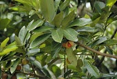 Myristica ceylanica var. cagayanensis leaves and fruit Fruits or berries,Mature form,Leaves,Terrestrial,Forest,Africa,Tracheophyta,Myristicaceae,Magnoliales,Vulnerable,Plantae,Myristica,Magnoliopsida,Photosynthetic,IUCN Red List