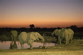 African elephants drinking at twilight Elephants,Elephantidae,Chordates,Chordata,Elephants, Mammoths, Mastodons,Proboscidea,Mammalia,Mammals,Appendix I,Africa,Appendix II,Savannah,Herbivorous,Terrestrial,Animalia,Convention on Migratory Sp