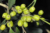 Ilex uraiensis berries Fruits or berries,Leaves,Endangered,Celastrales,Magnoliopsida,Temperate,Ilex,Tracheophyta,Terrestrial,Aquifoliaceae,Forest,Plantae,Photosynthetic,Asia,IUCN Red List