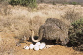 Ostrich mother with hatching eggs and chicks Ostriches,Struthionidae,Aves,Birds,Struthioniformes,Chordates,Chordata,camelus,Animalia,Omnivorous,Savannah,Scrub,Struthio,Terrestrial,Desert,Semi-desert,Africa,Least Concern,Appendix I,IUCN Red List