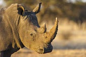 White rhinoceros portrait Adult,Rhinocerous,Rhinocerotidae,Perissodactyla,Odd-toed Ungulates,Mammalia,Mammals,Chordates,Chordata,Appendix II,Scrub,simum,Terrestrial,Savannah,Near Threatened,Africa,Critically Endangered,Ceratot