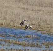 Marbled ducks in flight Flying,Locomotion,Flapping flight,Adult,Omnivorous,Wetlands,Brackish,Chordata,Aves,angustirostris,Anatidae,Aquatic,Anseriformes,Africa,Marmaronetta,Terrestrial,Europe,Convention on Migratory Species (