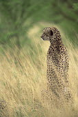 Cheetah sitting up Chordates,Chordata,Carnivores,Carnivora,Mammalia,Mammals,Felidae,Cats,jubatus,Savannah,Appendix I,Africa,Acinonyx,Critically Endangered,Carnivorous,Terrestrial,Animalia,Endangered,Scrub,Vulnerable,IUC