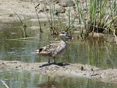 Marbled duck standing on waters edge Adult,Omnivorous,Wetlands,Brackish,Chordata,Flying,Aves,angustirostris,Anatidae,Aquatic,Anseriformes,Africa,Marmaronetta,Terrestrial,Europe,Convention on Migratory Species (CMS),Vulnerable,Asia,Animal