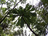 Cyanea procera from below Mature form,Campanulales,Plantae,Terrestrial,Cyanea,Magnoliopsida,IUCN Red List,Photosynthetic,Campanulaceae,North America,Tracheophyta,Critically Endangered