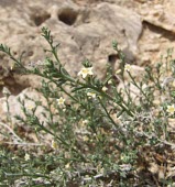 Echiochilon persicum Mature form,Not Evaluated,Plantae,Boraginaceae,Terrestrial,Magnoliopsida,Photosynthetic,Tracheophyta,Lamiales,Asia,Echiochilon