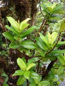 Side view of an 'Anini Mature form,Leaves,sandwicensis,Photosynthetic,Vulnerable,Magnoliopsida,Tracheophyta,Theales,Plantae,North America,Eurya,Terrestrial,Pacific,Theaceae,IUCN Red List