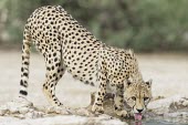 Cheetah drinking Adult,Chordates,Chordata,Carnivores,Carnivora,Mammalia,Mammals,Felidae,Cats,jubatus,Savannah,Appendix I,Africa,Acinonyx,Critically Endangered,Carnivorous,Terrestrial,Animalia,Endangered,Scrub,Vulnerab