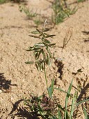 Eragrostis cilianensis Mature form,Magnoliophyta,Flowering Plants,Poaceae,Grasses,Poales,Monocots,Liliopsida,Plantae,Terrestrial,Africa,Europe,Tracheophyta,Cyperales,Asia,Gramineae,Photosynthetic,Eragrostis