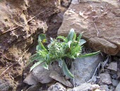 Cage thistle Mature form,Europe,Photosynthetic,Asterales,Atractylis,Terrestrial,Scrub,Plantae,Forest,Magnoliopsida,Tracheophyta,Compositae