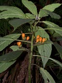 Cyanea copelandii haleakalaensis fruiting Fruits or berries,Mature form,Campanulales,Magnoliopsida,IUCN Red List,North America,Forest,Critically Endangered,Plantae,Terrestrial,Photosynthetic,Campanulaceae,Cyanea,Tracheophyta