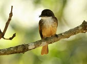 Cinnamon-tailed fantail perched on branch Habitat,Species in habitat shot,Aves,Birds,Perching Birds,Passeriformes,Rhipiduridae,Chordates,Chordata,Animalia,Carnivorous,Near Threatened,Asia,Forest,Mangrove,Rhipidura,fuscorufa,Terrestrial,Flying