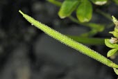 Asian spiderflower, young fruit Fruits or berries,Australia,Plantae,Terrestrial,Europe,Capparales,Asia,Photosynthetic,Cleome,Africa,Capparaceae,Magnoliopsida,Tracheophyta