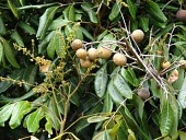 Dragon's eye flowers, fruit and leaves Leaves,Flower,Mature form,Fruits or berries,Tracheophyta,Sapindales,Dimocarpus,Magnoliopsida,Plantae,Near Threatened,Sapindaceae,Tropical,Asia,Photosynthetic,longan,Terrestrial,IUCN Red List