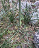 Lactuca dissecta Habitat,Species in habitat shot,Mature form,Leaves,Asia,Compositae,Asterales,Tracheophyta,Lactuca,Magnoliopsida,Terrestrial,Plantae,Photosynthetic