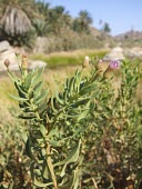 Pluchea arabica  leaves and flowers Flower,Indian,Plantae,Not Evaluated,Equisetopsida,Terrestrial,Africa,Pluchea,Compositae,Tracheophyta,Desert,Asterales,Photosynthetic