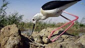 Black-winged stilt tending eggs in nest Egg,Adult,Charadriidae,Lapwings, Plovers,Ciconiiformes,Herons Ibises Storks and Vultures,Chordates,Chordata,Aves,Birds,Omnivorous,Animalia,Salt marsh,himantopus,Recurvirostridae,Temporary water,Coasta