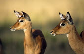 Impalas on alert Chordates,Chordata,Even-toed Ungulates,Artiodactyla,Bovidae,Bison, Cattle, Sheep, Goats, Antelopes,Mammalia,Mammals,Aepyceros,Animalia,Africa,Terrestrial,Vulnerable,Savannah,Cetartiodactyla,Least Conc