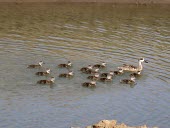 Female marbled duck with ducklings Adult,Omnivorous,Wetlands,Brackish,Chordata,Flying,Aves,angustirostris,Anatidae,Aquatic,Anseriformes,Africa,Marmaronetta,Terrestrial,Europe,Convention on Migratory Species (CMS),Vulnerable,Asia,Animal