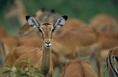 Impala portrait amongst herd Chordates,Chordata,Even-toed Ungulates,Artiodactyla,Bovidae,Bison, Cattle, Sheep, Goats, Antelopes,Mammalia,Mammals,Aepyceros,Animalia,Africa,Terrestrial,Vulnerable,Savannah,Cetartiodactyla,Least Conc